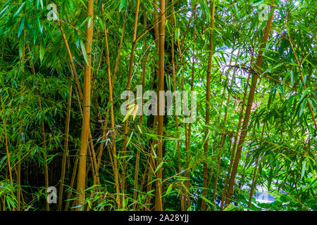 Bambuswald, Bambus Trunks in Nahaufnahme, asiatische Natur Hintergrund Stockfoto