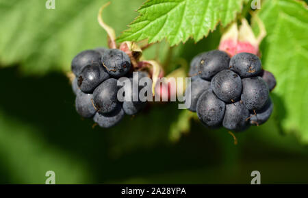 Nahaufnahme der Reife wilde Brombeeren im Bush mit Blättern im Herbst in Europa Stockfoto