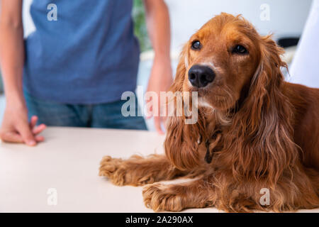 Der Tierarzt Arzt prüfen Golden Retriever Hunde in der Klinik Stockfoto