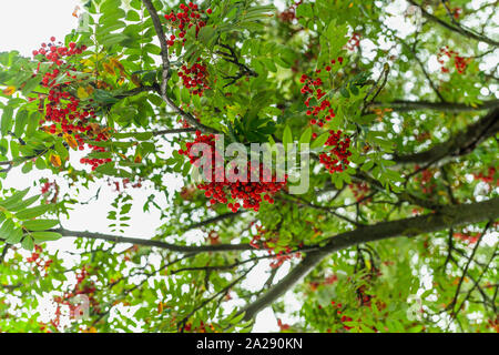 Rowan Tree. Zweige der Eberesche, schöner Baum mit Reife Beeren Gegen klare Himmel Hintergrund Stockfoto