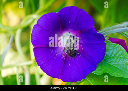 Eine pollen verkrustete Biene nimmt einen Bruch von bestäubung auf einer lebhaft Violett morning glory Blume im Sommer ruhen Stockfoto