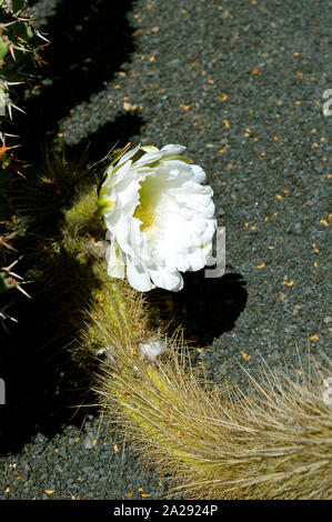 Echinopsis Thelengonoides wachsen in Jardin de Cactus auf Lanzarote Stockfoto