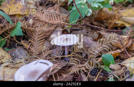 Porzellan (Oudemansiella mucida Pilze) auf dem Boden zwischen treibt Stockfoto