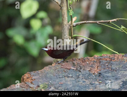 Silber-beaked Tanager (Ramphocelus carbo), Copalinga, Podocarpus-nationalpark, Zamora, Ecuador Stockfoto