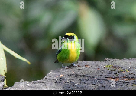 Grün-gold Tanager (Tangara), schrankii Copalinga, Podocarpus-nationalpark, Zamora, Ecuador Stockfoto