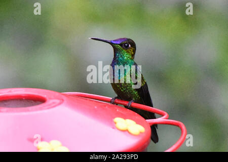 Violett-fronted brillante Kolibri (Heliodoxa leadbeateri) an einem Abzweig, Podocarpus-nationalpark, Zamora, Ecuador Stockfoto