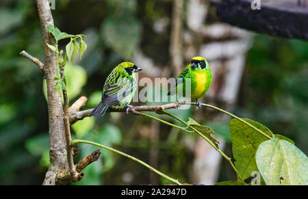 Grün-gold Tanager (Tangara), schrankii Copalinga, Podocarpus-nationalpark, Zamora, Ecuador Stockfoto