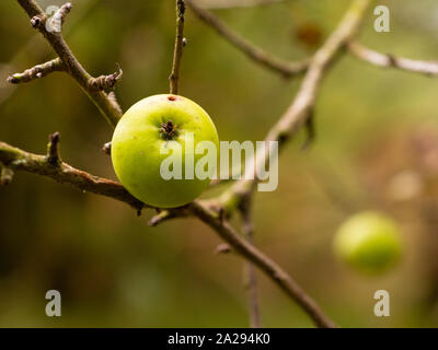 Grüne Crab Apple auf einem Baum mit einem grub hole Stockfoto