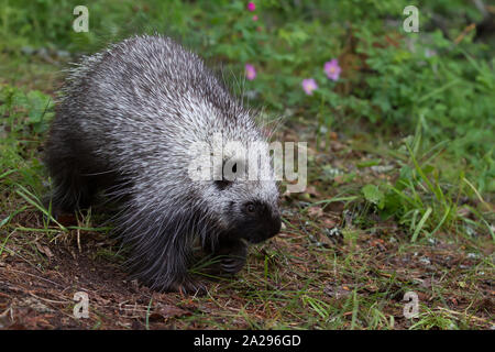 Jungen Stachelschwein in Montana Stockfoto