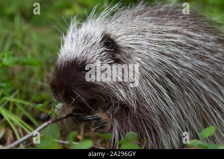 Jungen Stachelschwein in Montana Stockfoto