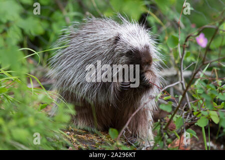 Jungen Stachelschwein in Montana Stockfoto