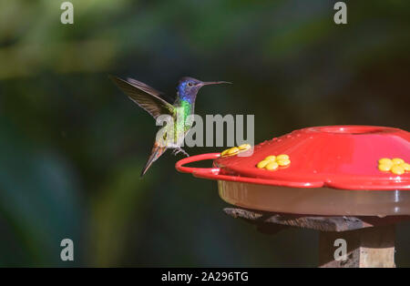 Golden-tailed sapphire Kolibri (Chrysuronia oenone) an einem Abzweig, Podocarpus-nationalpark, Zamora, Ecuador Stockfoto