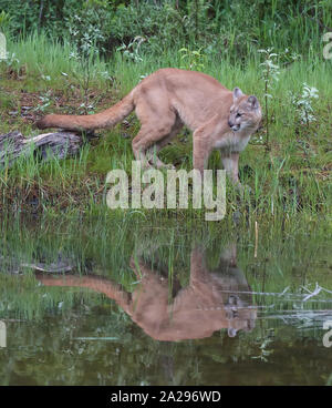 Mountain Lion, Cougar Stockfoto