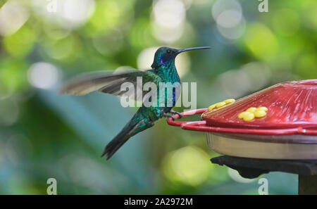 Sekt coruscans violetear Kolibri (Colibri) an einem Abzweig, Podocarpus-nationalpark, Zamora, Ecuador Stockfoto