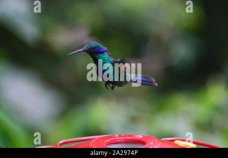 Sekt coruscans violetear Kolibri (Colibri) an einem Abzweig, Podocarpus-nationalpark, Zamora, Ecuador Stockfoto