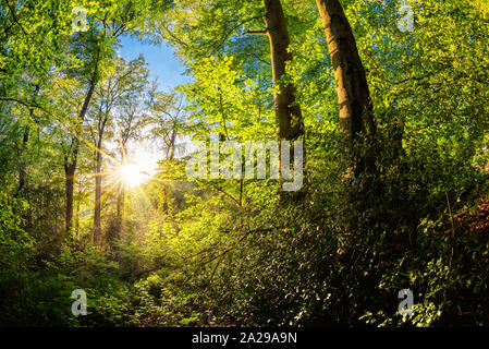 Schönen Wald im Frühling mit hellen Sonnenlicht durch die Bäume Stockfoto
