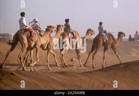 Racing camel jockeys Ausübung Kamele vor dem Start des Rennens, Dubai Wüste, Vereinigte Arabische Emirate Stockfoto