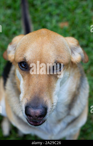 Nahaufnahme von traurigen konfrontiert Hund suchen in die Kamera Stockfoto