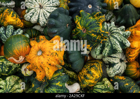 Verschiedene Arten der Kürbisse Seite an Seite Stockfoto