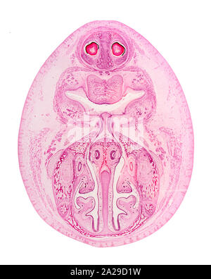 Cat olfaktorischen Region, hellfeld photomicrograph Stockfoto