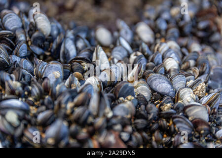 Wild blue Muscheln Mytilus edulis, wachsen auf den Felsen in der Gezeitenzone in Cornwall, Großbritannien Stockfoto