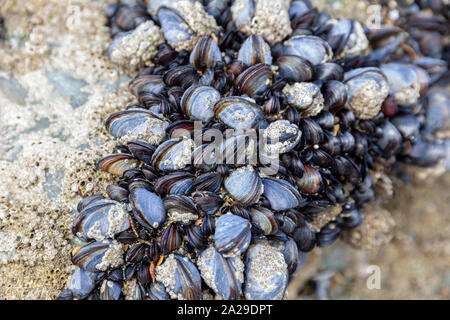 Wild blue Muscheln Mytilus edulis, wachsen auf den Felsen in der Gezeitenzone in Cornwall, Großbritannien Stockfoto