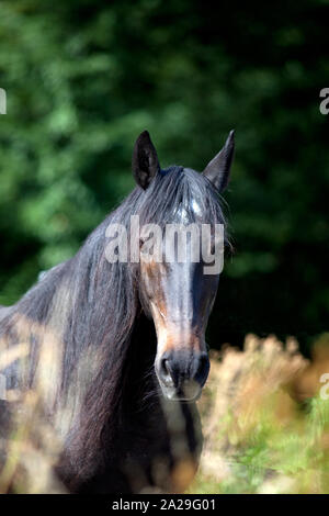 Schönes schwarzes Pferd in grünem Hintergrund Stockfoto