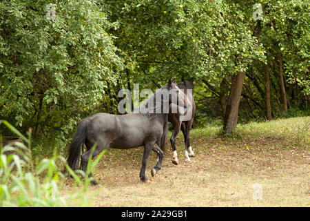 Zwei schwarze Pferde laufen frei im paddock Weide Stockfoto