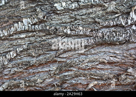 Close-up des Grauen und rissige Rinde eines alten Mandelbaum. Stockfoto