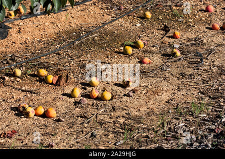 Unreife Kaki geworfen zu Boden im Sommer Clearing Stockfoto