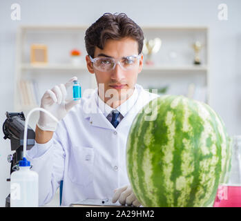 Die Wissenschaftler testen Wassermelone im Labor Stockfoto