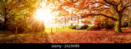 Wunderschöne Herbstlandschaft im Licht der Morgensonne. Im Vordergrund eine große Eiche mit Herbstblättern und im Hintergrund weite Wiesen. Stockfoto