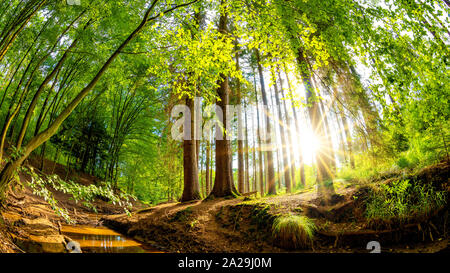 Schönen Wald im Frühling mit hellen Sonnenlicht durch die Bäume Stockfoto