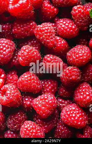 Frische Himbeeren - frisch gepflückt. Stockfoto