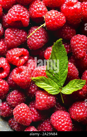 Frische Himbeeren - frisch gepflückt. Stockfoto