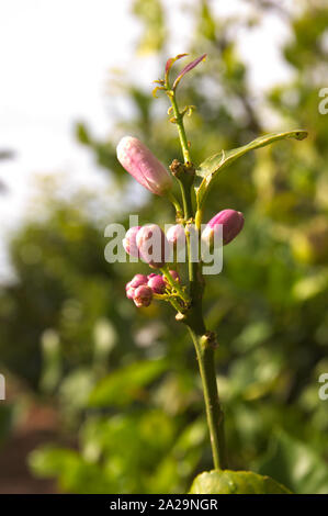 Junge Zitrone Zweig mit einigen violetten Blüten vor der Gründung der Zitronen mit einem schönen bokeh Durch den grünen Hintergrund der Rest des Baumes gebildet Stockfoto