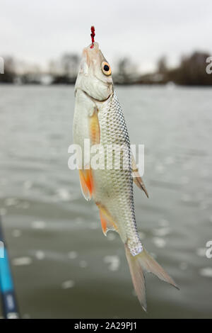 Roach Fisch am Haken, gefangen auf bloodworm im Winter, Schwimmen angeln Stockfoto