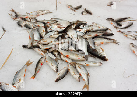 Eine Menge kleiner weisser Fisch auf Schnee, Winter fangen Stockfoto