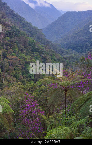 Melastoma (Melastomataceae) Baum mit lila Blüten im Podocarpus Nationalpark, Zamora, Ecuador Stockfoto