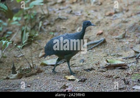 Ein selten Gefleckte graue tinamou (tinamus Tao), Copalinga, Podocarpus-nationalpark, Zamora, Ecuador Stockfoto