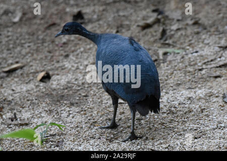 Ein selten Gefleckte graue tinamou (tinamus Tao), Copalinga, Podocarpus-nationalpark, Zamora, Ecuador Stockfoto