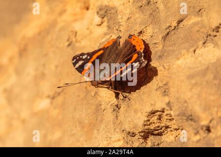 Bunter Schmetterling auf einem Braunen Haus Wand an einem sonnigen Tag in Bewegung. Insekt mit orange und braune Flügel sowie Antennen und Augen in Nahaufnahme Stockfoto