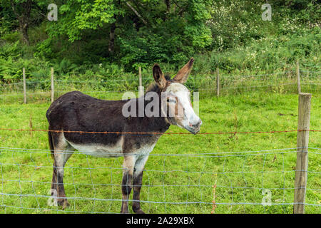 Esel - Burro im Plockton, Schottland Stockfoto