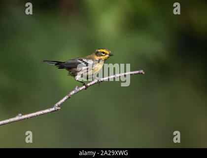 Ein Townsend-Waldsänger in Alaska Stockfoto