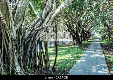 Banyan Tree Tunnel entlang Saint Lucie Blvd in Stuart, Florida. Stockfoto