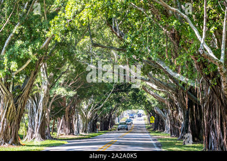 Banyan Tree Tunnel entlang Saint Lucie Blvd in Stuart, Florida. Stockfoto