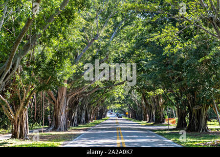 Banyan Tree Tunnel entlang Saint Lucie Blvd in Stuart, Florida. Stockfoto