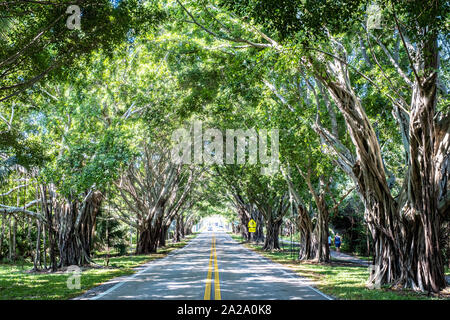 Banyan Tree Tunnel entlang Saint Lucie Blvd in Stuart, Florida. Stockfoto