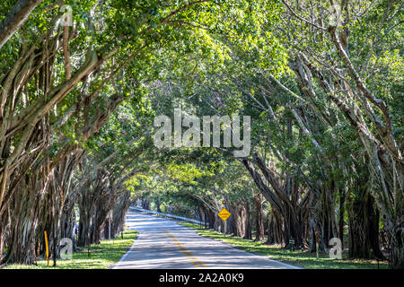 Banyan Tree Tunnel entlang Saint Lucie Blvd in Stuart, Florida. Stockfoto