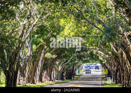 Banyan Tree Tunnel entlang Saint Lucie Blvd in Stuart, Florida. Stockfoto